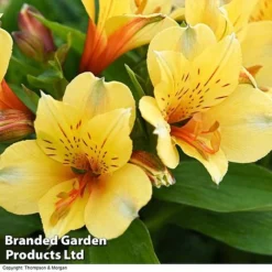 Alstroemeria 'Valley' Collection (Summer Paradise Series) -Plants Sales Store KB2813 VALLEY COLL B