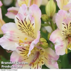 Alstroemeria 'Valley' Collection (Summer Paradise Series) -Plants Sales Store KB2813 VALLEY COLL C