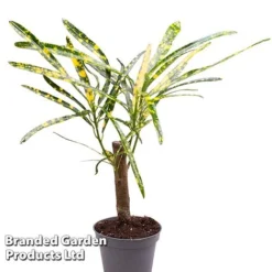 Houseplant Tropical Mix -Plants Sales Store KF0878 MIXD TROPIC6CM B