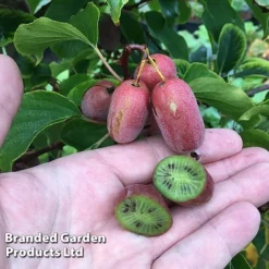 Kiwi 'Pink Jumbo'