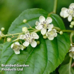 Kiwi Jumbo Duo -Plants Sales Store KIWI PRINCEJUM S49324202