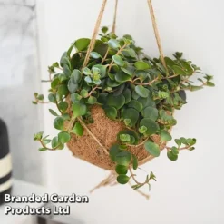 Kokodama Green Hanging Mix -Plants Sales Store KOKO GREENMIX T42886