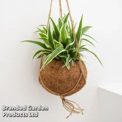 Kokodama Green Hanging Mix -Plants Sales Store KOKO GREENMIX T42888