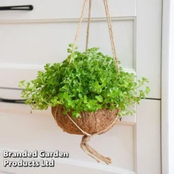 Kokodama Green Hanging Mix -Plants Sales Store KOKO GREENMIX T42892