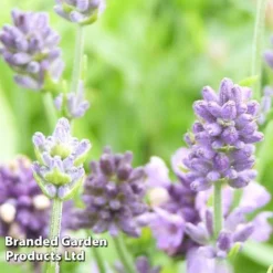 Lavender 'Dwarf Blue' -Plants Sales Store LAVA KC9115 B1