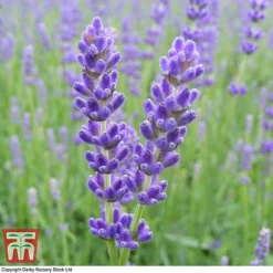 Lavender 'Havana' -Plants Sales Store LAVE T80301 B