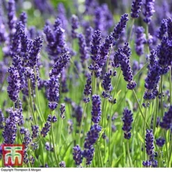Lavender 'Havana' -Plants Sales Store LAVE T80301 F