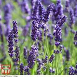 Lavender 'Havana' -Plants Sales Store LAVE T80301 G