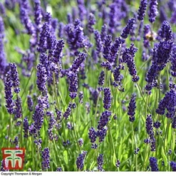 Lavender 'Havana' -Plants Sales Store LAVE T80301 H