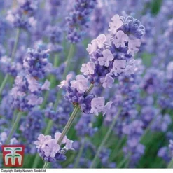 Lavender 'Melissa Lilac'