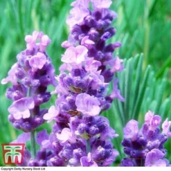 Lavender 'Melissa Lilac' -Plants Sales Store LAVE TKA0703 B