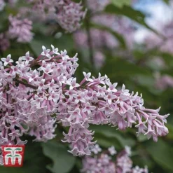 Lilac Fragrant Trio Collection -Plants Sales Store LILA KB0630 C1
