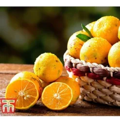 Rangpur Lime -Plants Sales Store LIME WKB8926 C