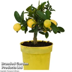 Limequat Citrus Plant -Plants Sales Store LIMEQUAT KC5369 A1