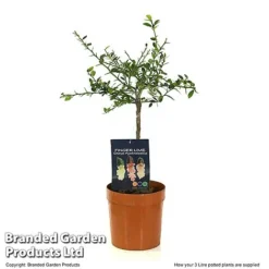 Lime 'Caviar Lime' -Plants Sales Store LIME CAVIARL3L T48377