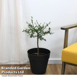 Lime 'Caviar Lime' -Plants Sales Store LIME CAVIARLIM T48378