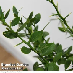 Lime 'Caviar Lime' -Plants Sales Store LIME CAVIARLIM T48379