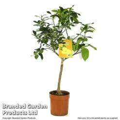 Limequat Citrus Plant -Plants Sales Store LIME LIMEQUAT T483831