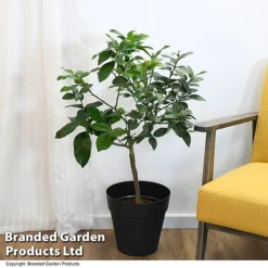 Limequat Citrus Plant -Plants Sales Store LIME LIMEQUAT T483841