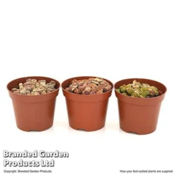 Lithops Species Mix -Plants Sales Store LITH MIX8CM T49850