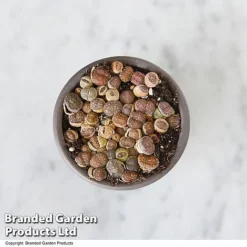 Lithops Species Mix -Plants Sales Store LITH MIX T49855