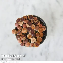 Lithops Species Mix -Plants Sales Store LITH MIX T49856