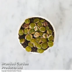 Lithops Species Mix -Plants Sales Store LITH MIX T49857