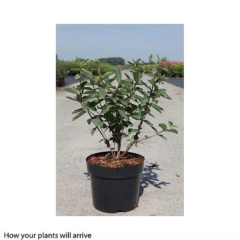 Lonicera Kamtschatica 'Myberry Bee' 2 Lonicera Kamtschatica 'Myberry Bee' - Image 2