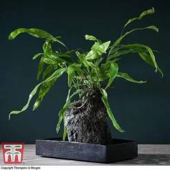 Lova Plant On Lava Rock - Gift