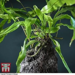 Lova Plant On Lava Rock - Gift -Plants Sales Store LOVA WKB4651 B1