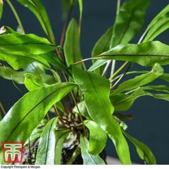 Lova Plant On Lava Rock - Gift -Plants Sales Store LOVA WKB4651 D1