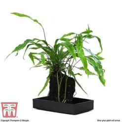 Lova Plant On Lava Rock - Gift -Plants Sales Store LOVA WKB4651 E1