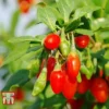 Goji Berry 'Sweet Lifeberry'