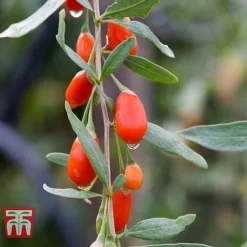 Goji Berry 'Sweet Lifeberry' -Plants Sales Store LYCI T66348 b