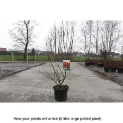 Crab Apple 'Evereste' -Plants Sales Store MALU T68421 B h