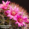Mammillaria Zeilmanniana