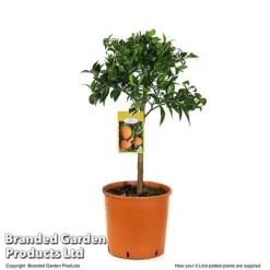 Mandarin Citrus Plant -Plants Sales Store MAND ORANGE5L T48380