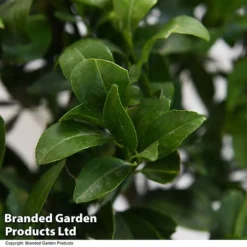 Mandarin Citrus Plant -Plants Sales Store MAND ORANGE T48382