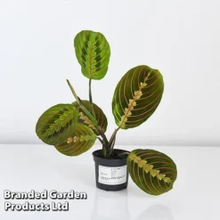 Maranta Leuconeura 'Fascinator' -Plants Sales Store MARA FASCIN8CM T438201