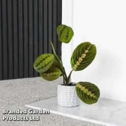 Maranta Leuconeura 'Fascinator' -Plants Sales Store MARA FASCINATO T438211