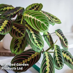 Maranta Leuconeura 'Fascinator'