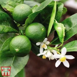 The Marmalade Collection - Gift -Plants Sales Store MARM KC5987 B