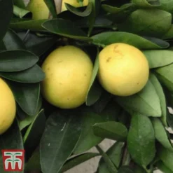 The Marmalade Collection - Gift -Plants Sales Store MARM KC5987 C