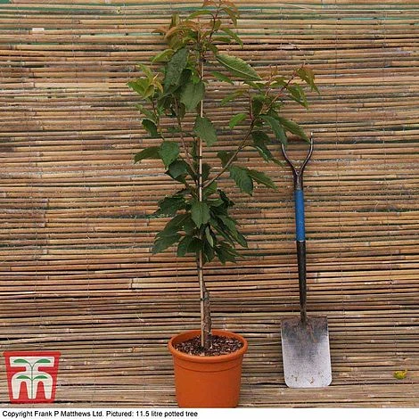 Cherry 'Celeste' 2 Cherry 'Celeste' - Image 2