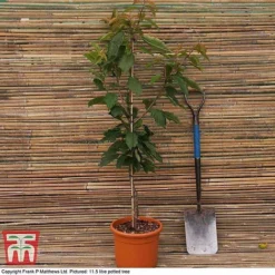 Cherry 'Morello' -Plants Sales Store MATT CHERRY DEL G7