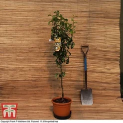 Pear 'Williams' Bon Chretien' -Plants Sales Store MATT PEAR PATIO 11 5L DEL G4