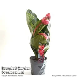 Medinilla Magnifica 'Flamenco' -Plants Sales Store MEDI FLAME17CM T49630