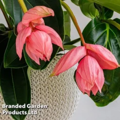 Medinilla Magnifica 'Flamenco' -Plants Sales Store MEDI FLAMENCO W48807
