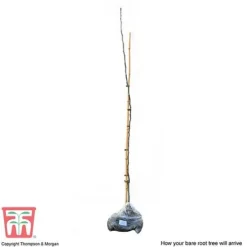 Medlar 'Nottingham' -Plants Sales Store MEDL CWW3404 C