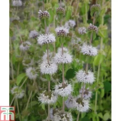 Mentha Pulegium (Marginal Aquatic)